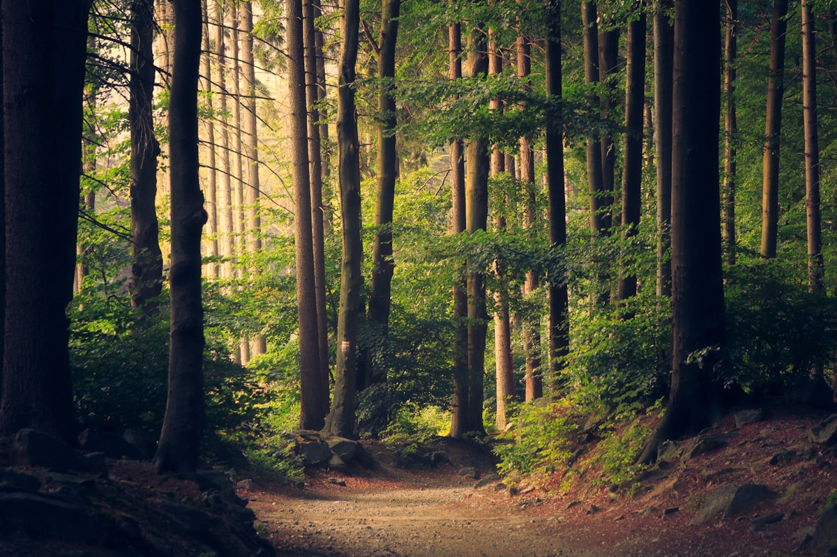 Forêt symbolisant la démarche RSE et l'économie circulaire du numérique